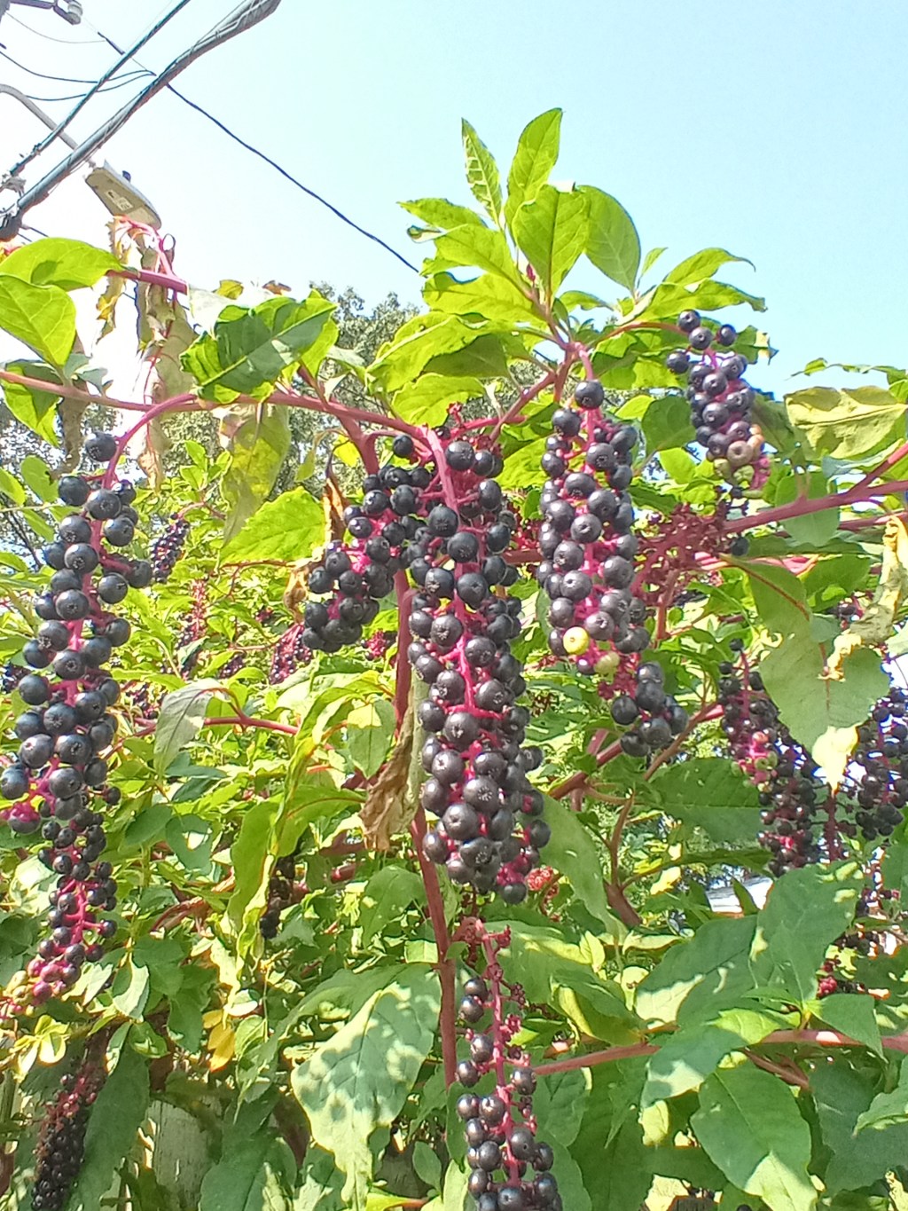 Pokeweed