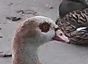 Egyptian Goose