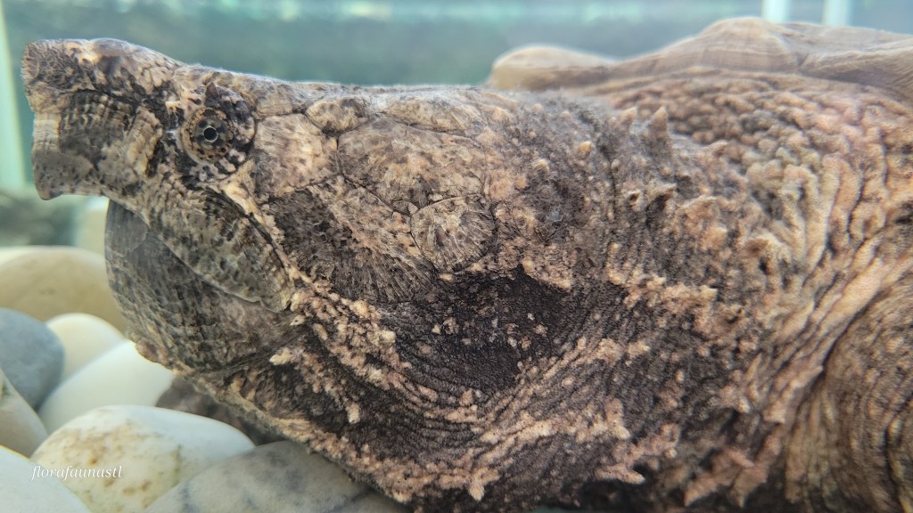 Alligator Snapping Turtle