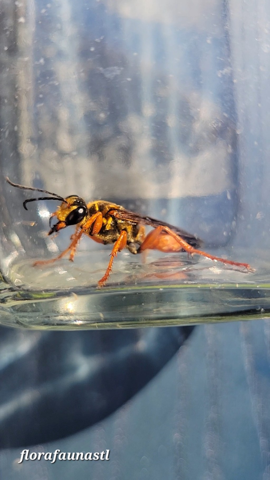 Great Golden Digger&nbsp;Wasp