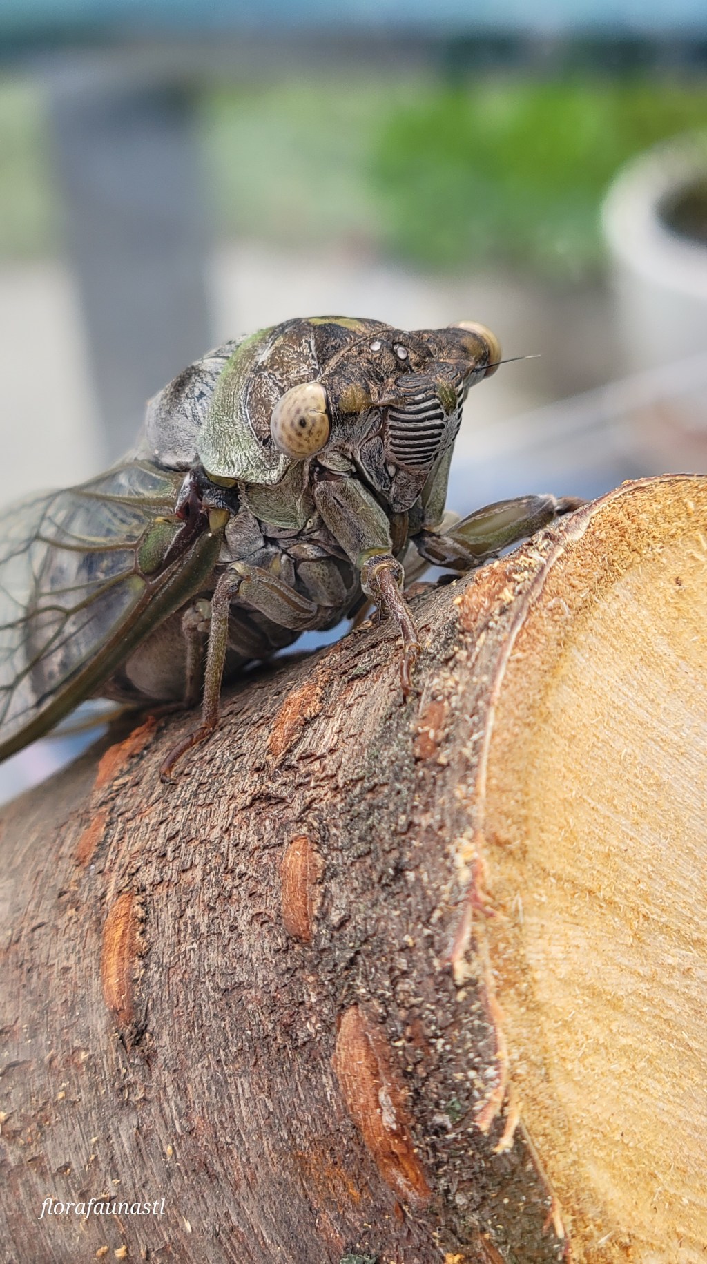 Cicadas