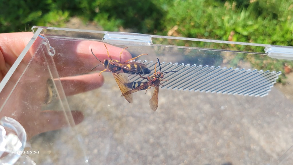 Eastern Cicada-Killer Wasp