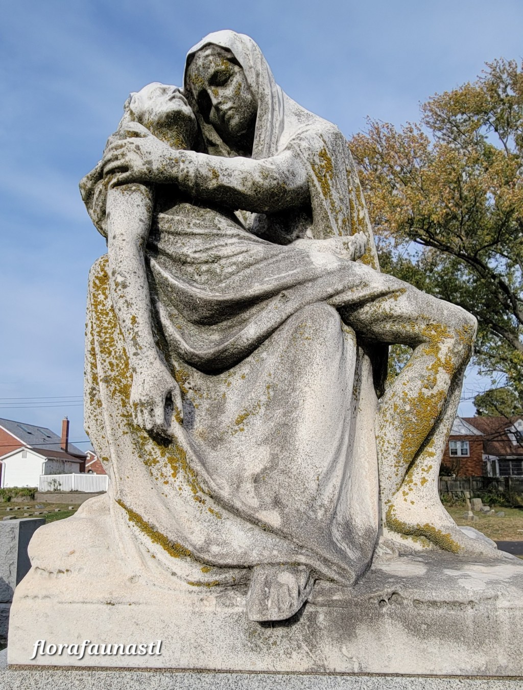 Orange Sunburst Lichen