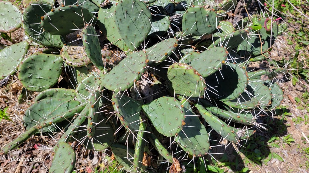 Eastern Prickly Pear