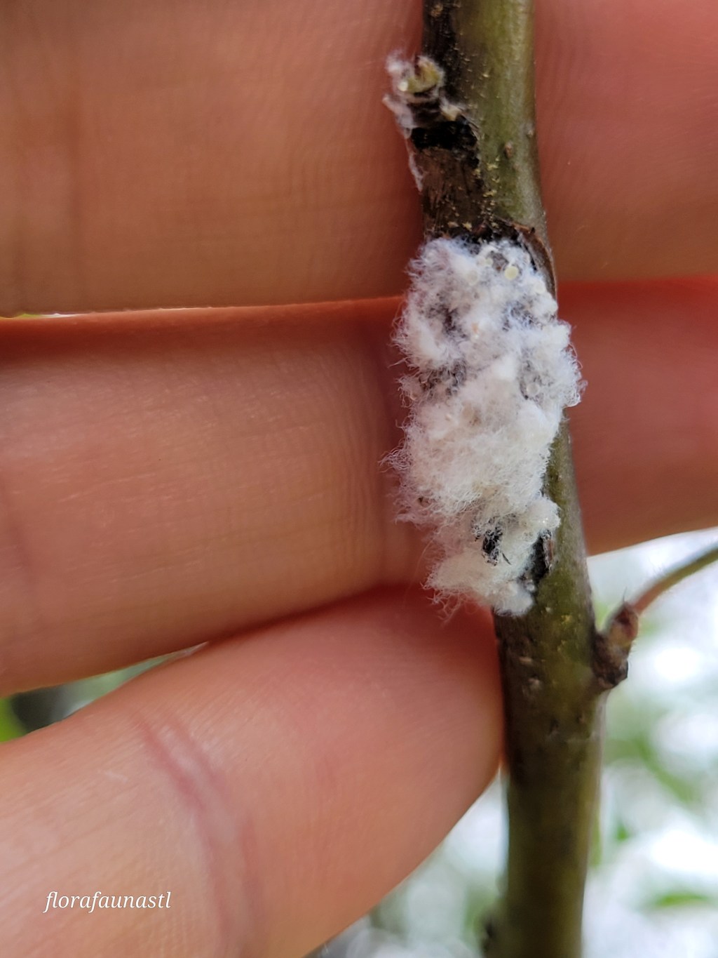 Woolly Apple Aphid