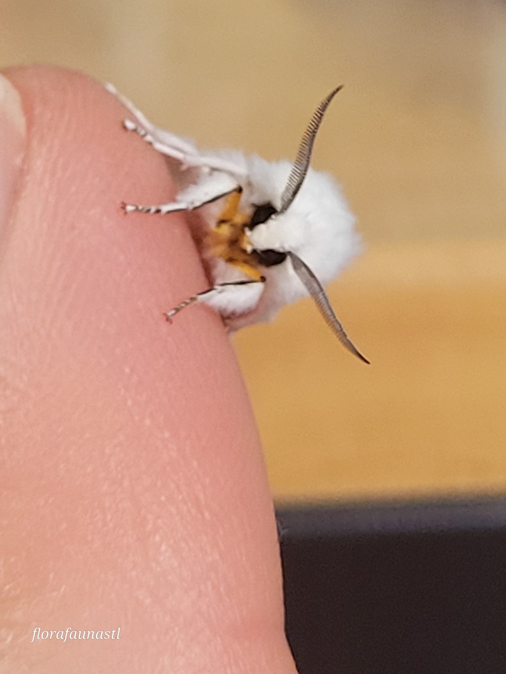 Agreeable Tiger Moth