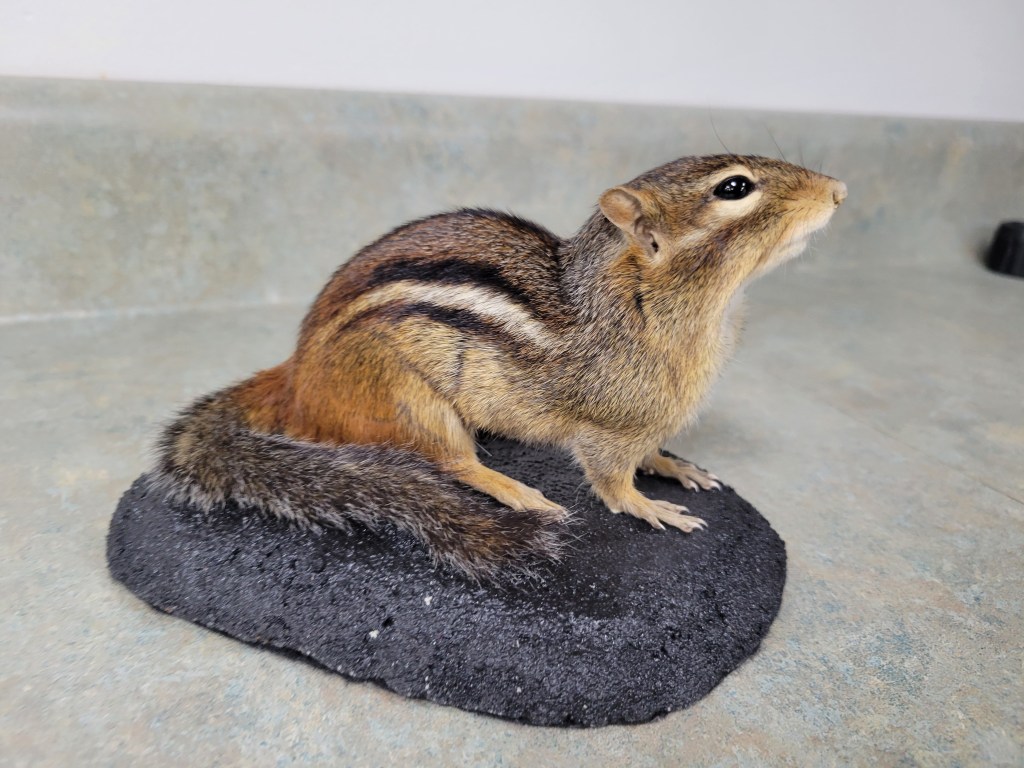 Eastern Chipmunk
